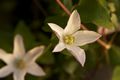 Clematis Huldine Powojnik